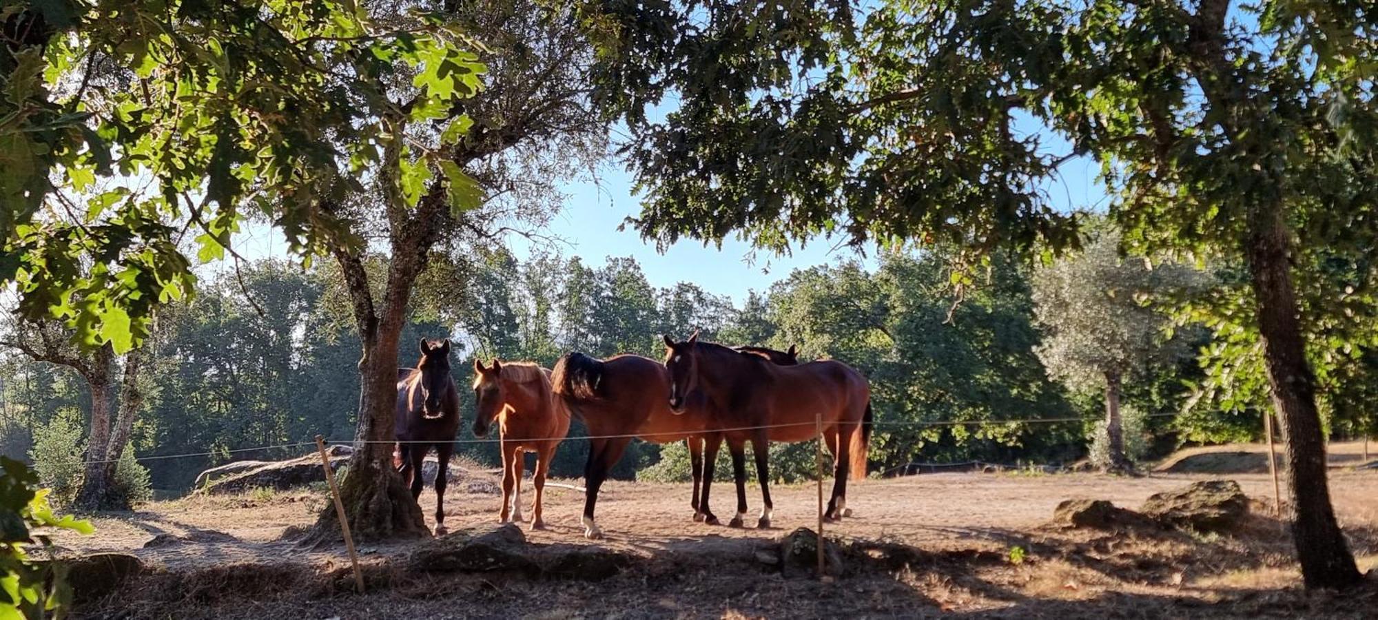Lagares da BeiraQuinta Da Adarnela公寓 外观 照片